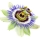 گل شور Passion Flower